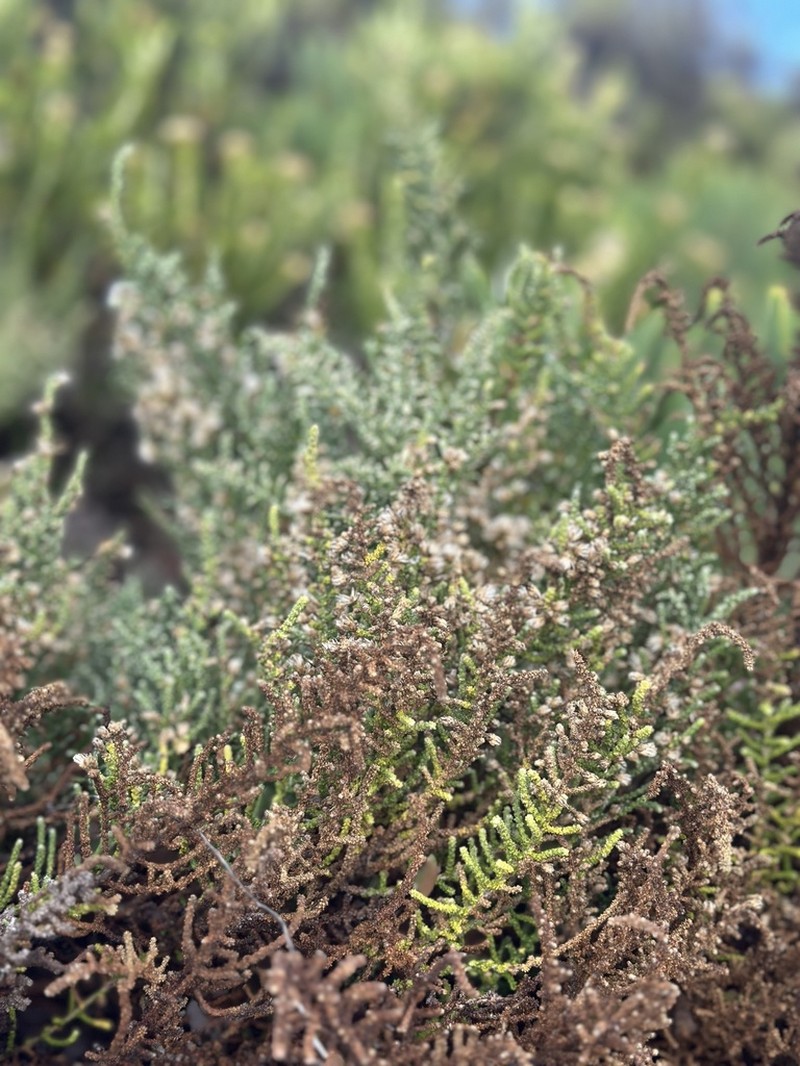Olearia lepidophylla photo 6