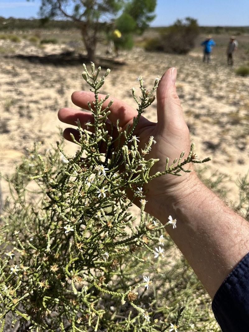Olearia lepidophylla photo 7