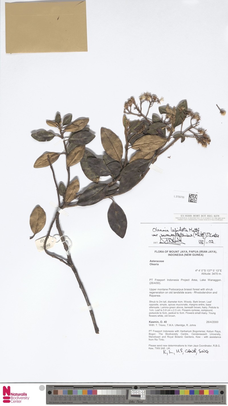 Olearia lepidota