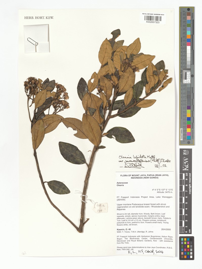 Olearia lepidota photo 2