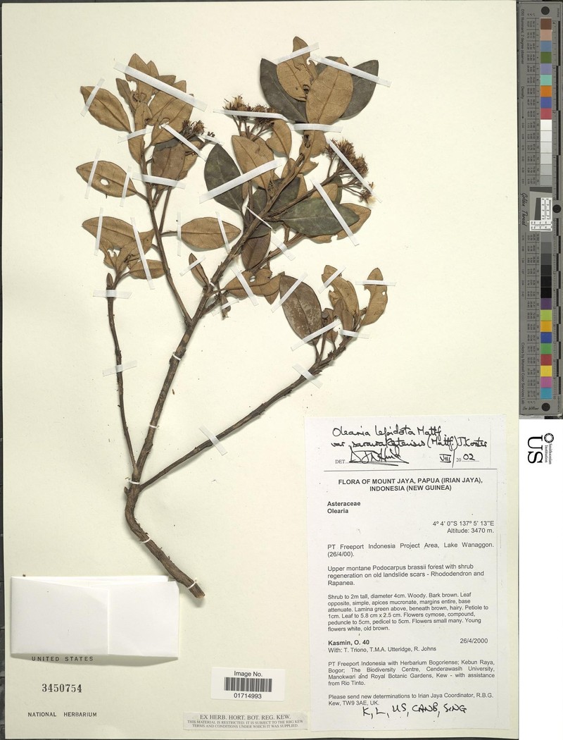 Olearia lepidota photo 3