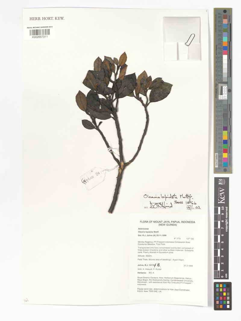 Olearia lepidota photo 4
