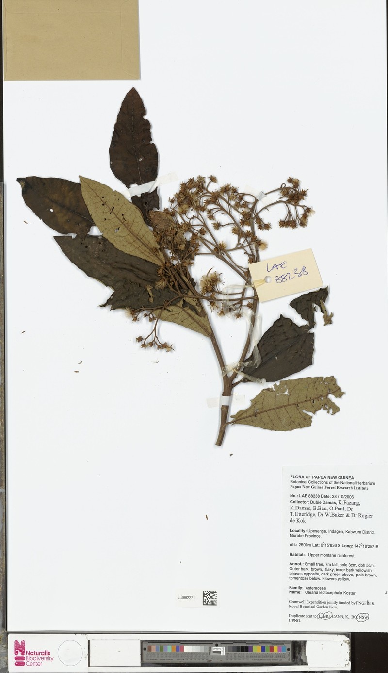 Olearia leptocephala photo 2