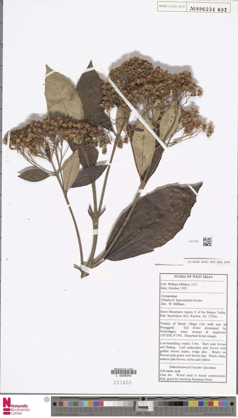 Olearia leptocephala photo 3
