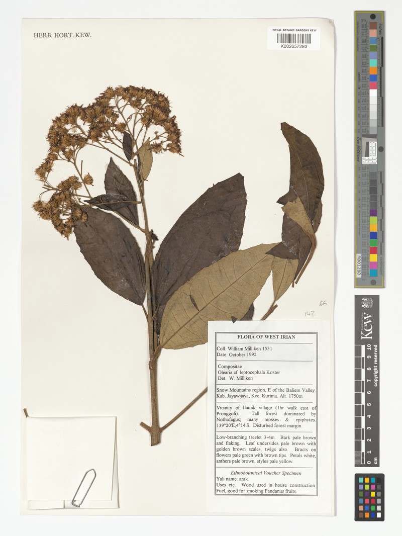 Olearia leptocephala photo 4