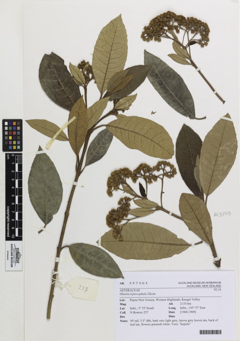 Olearia leptocephala