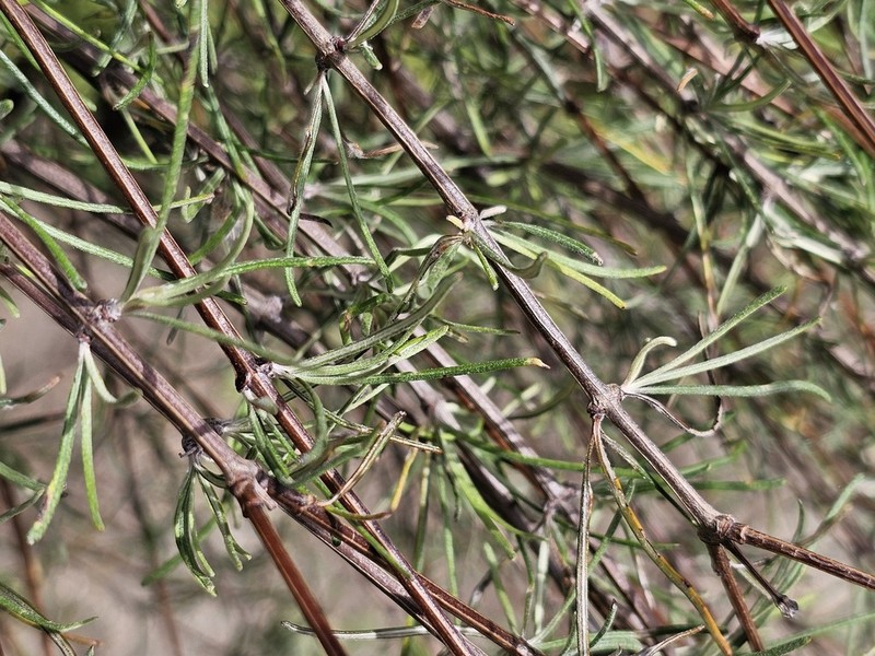 Olearia lineata