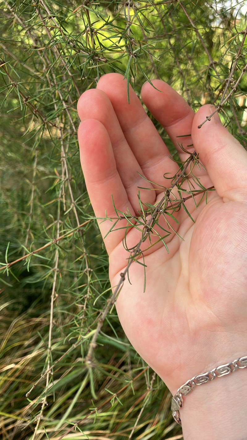Olearia lineata photo 2