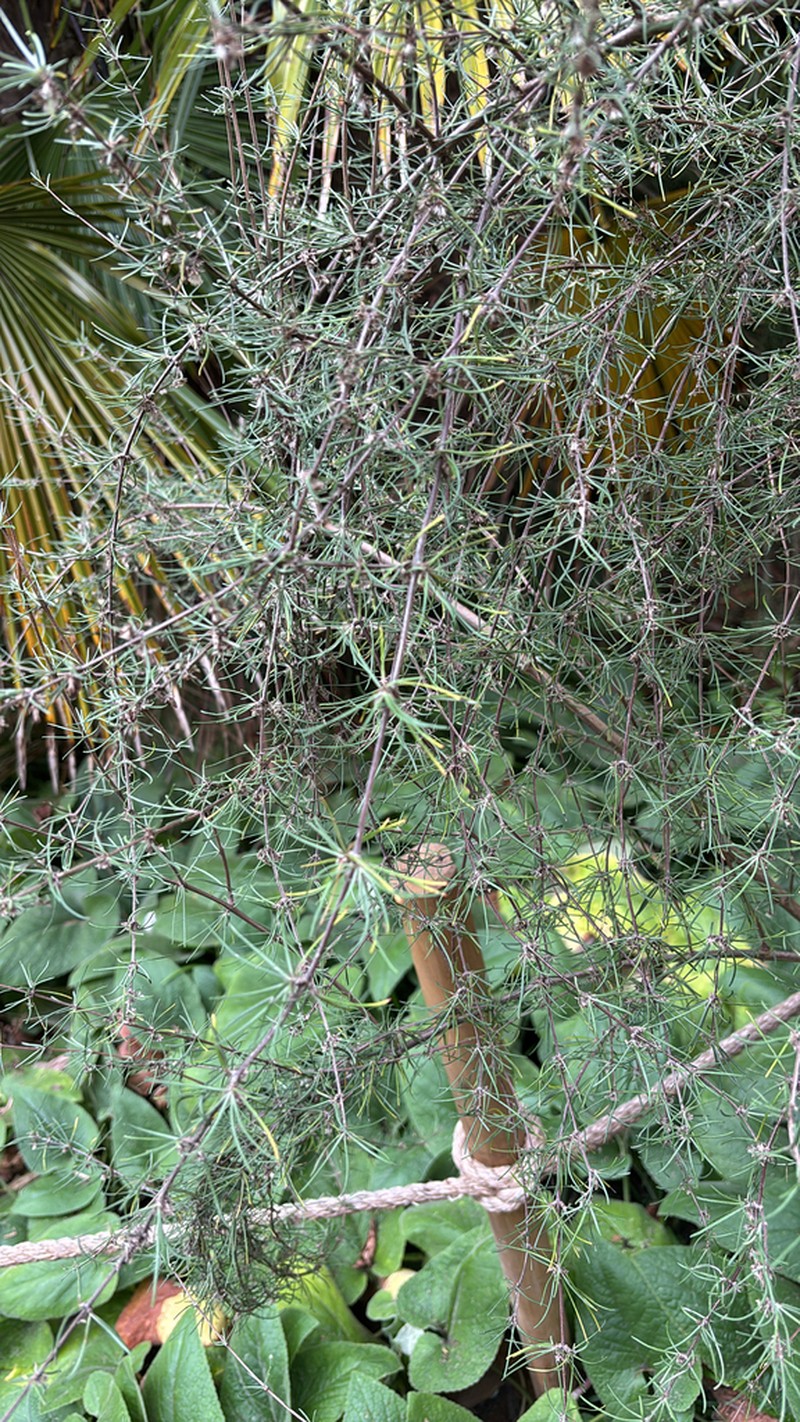 Olearia lineata photo 3