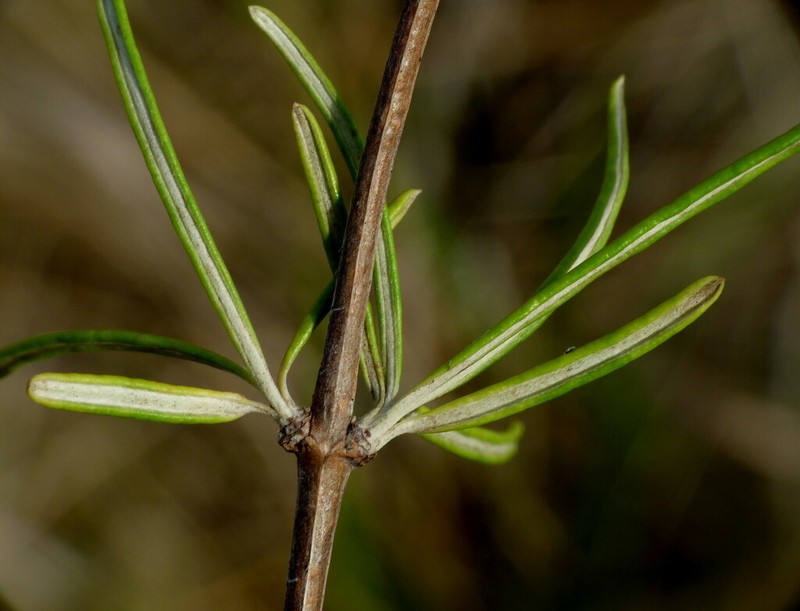 Olearia lineata photo 4