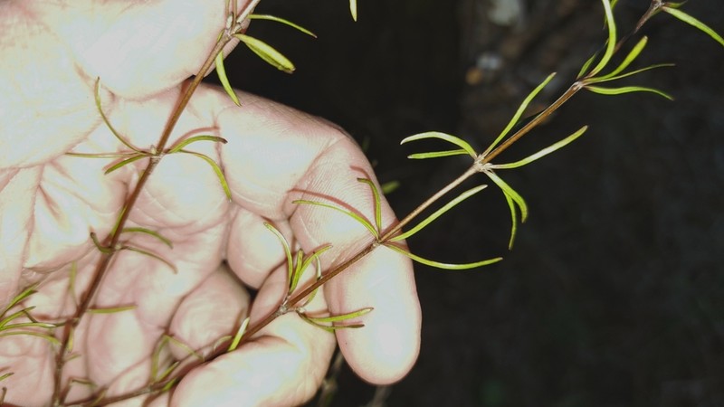 Olearia lineata photo 5