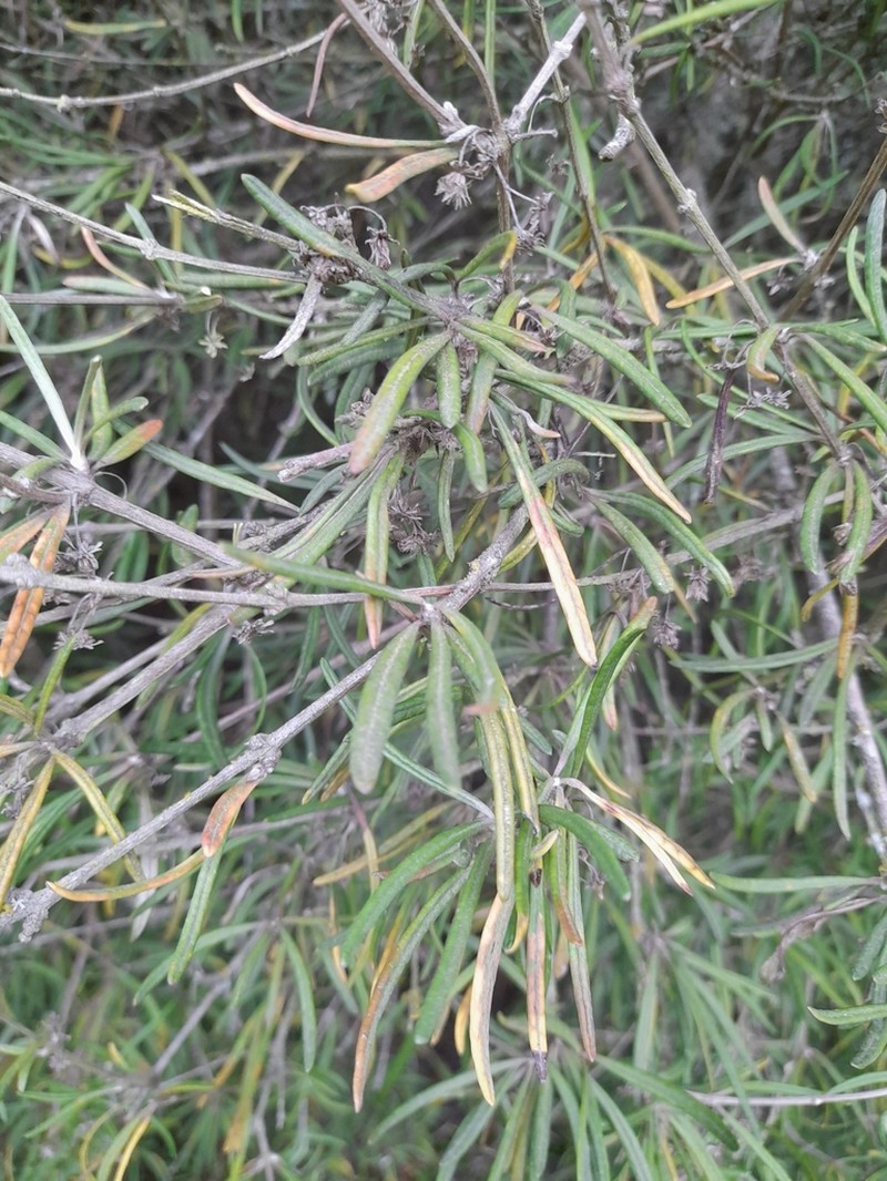 Olearia lineata photo 6