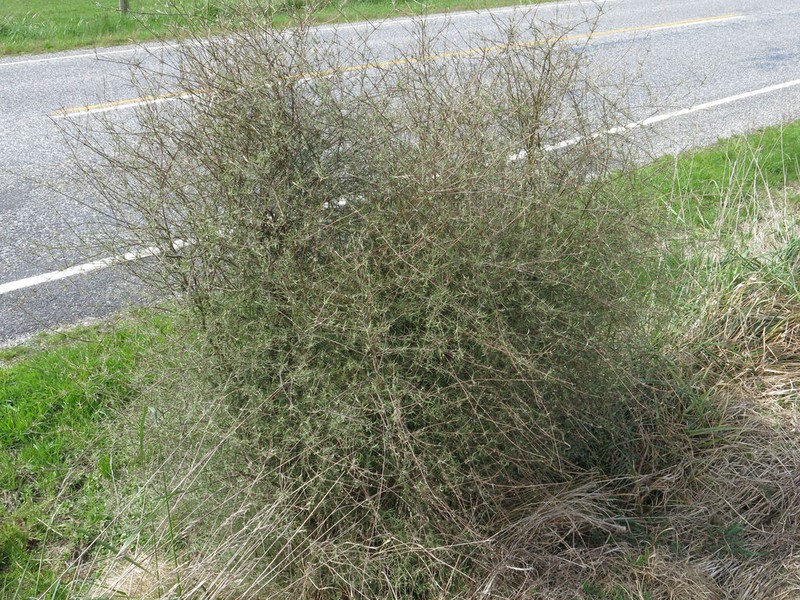 Olearia lineata photo 7