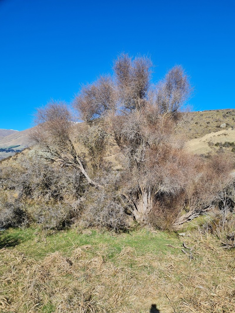 Olearia lineata photo 8