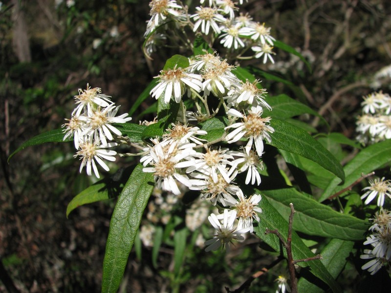Olearia lirata