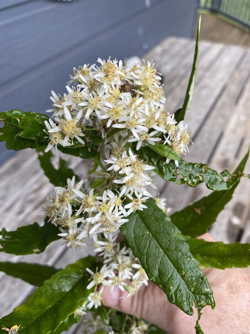 Olearia lirata photo 2