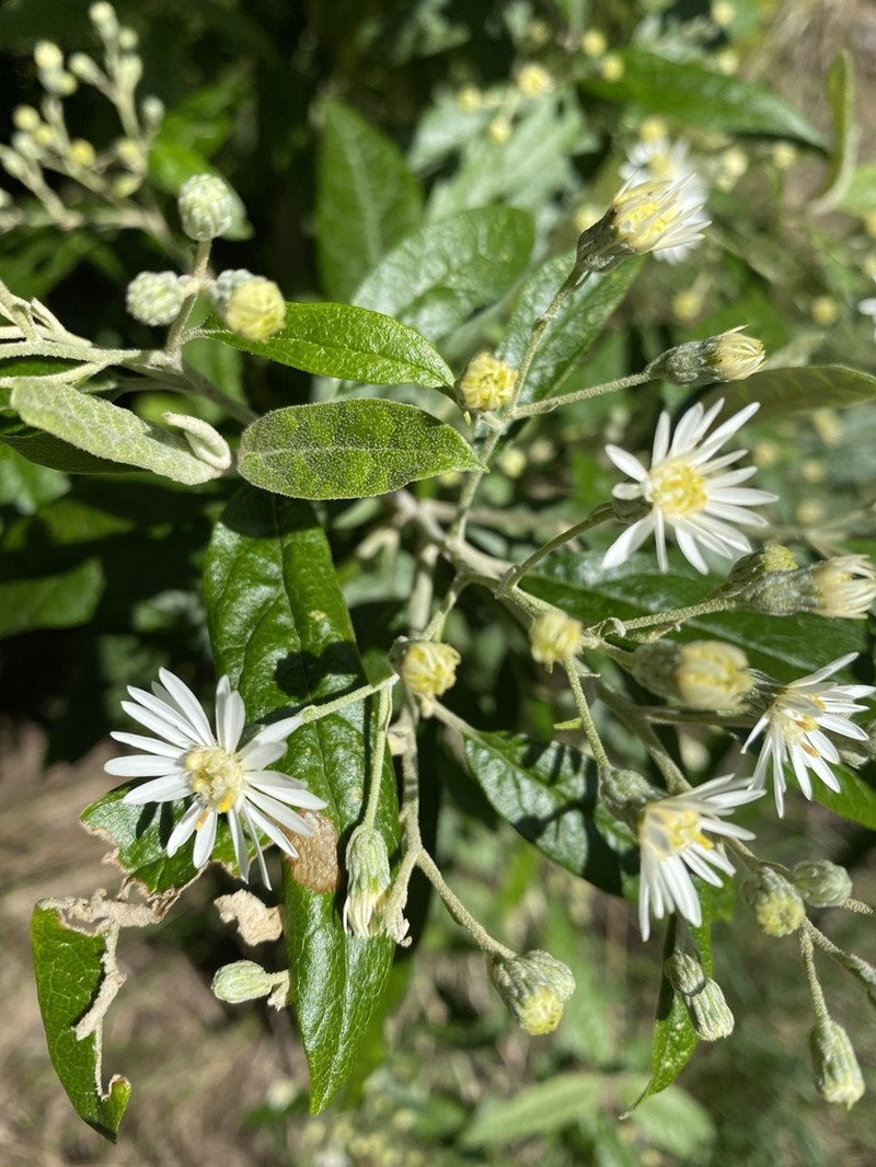 Olearia lirata photo 3