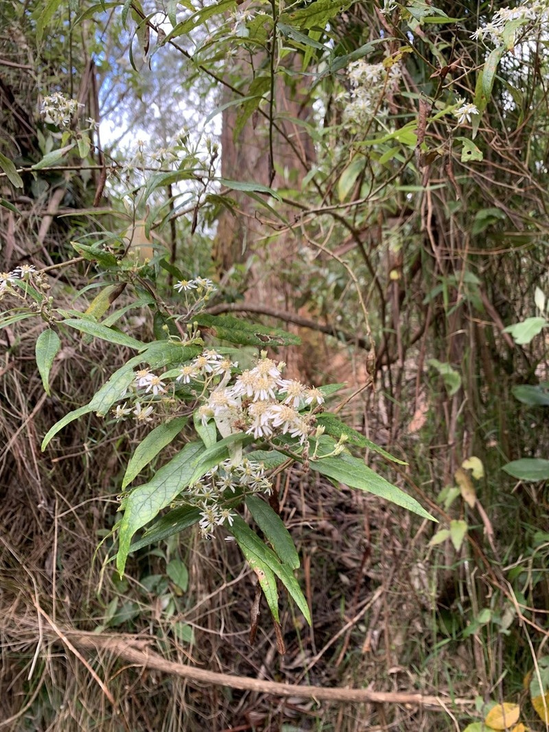 Olearia lirata photo 4