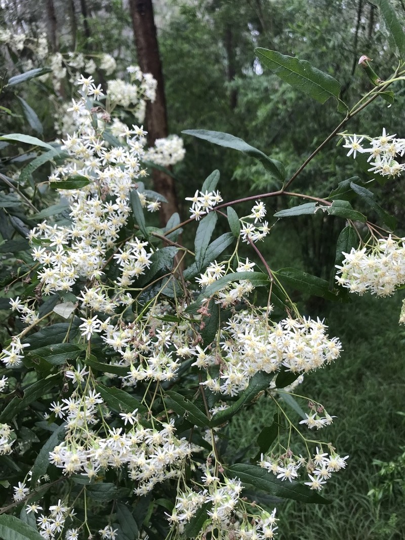 Olearia lirata photo 5