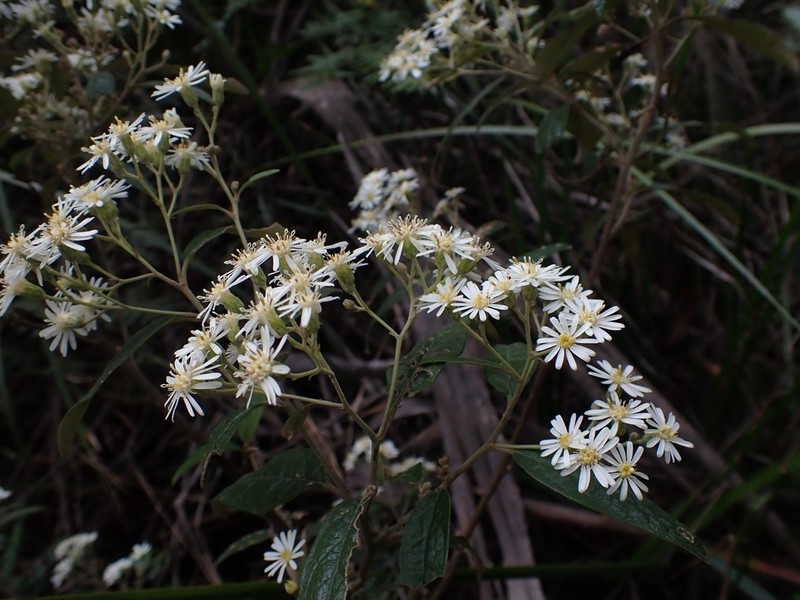Olearia lirata photo 6