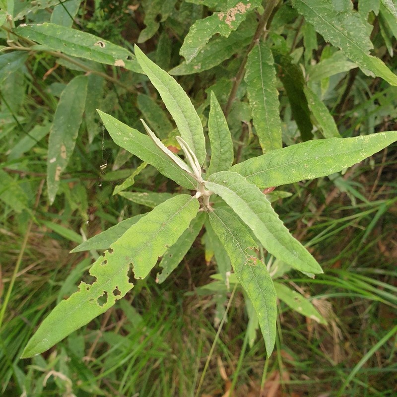 Olearia lirata photo 7