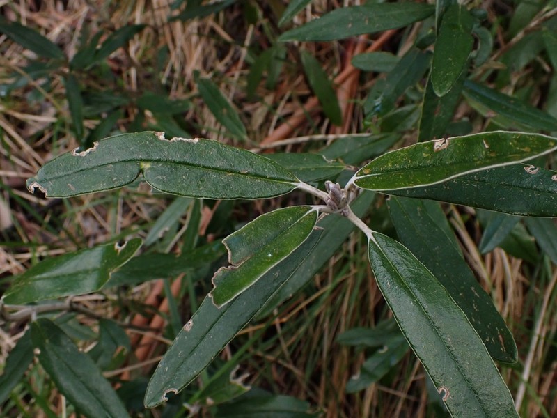 Olearia megalophylla photo 2