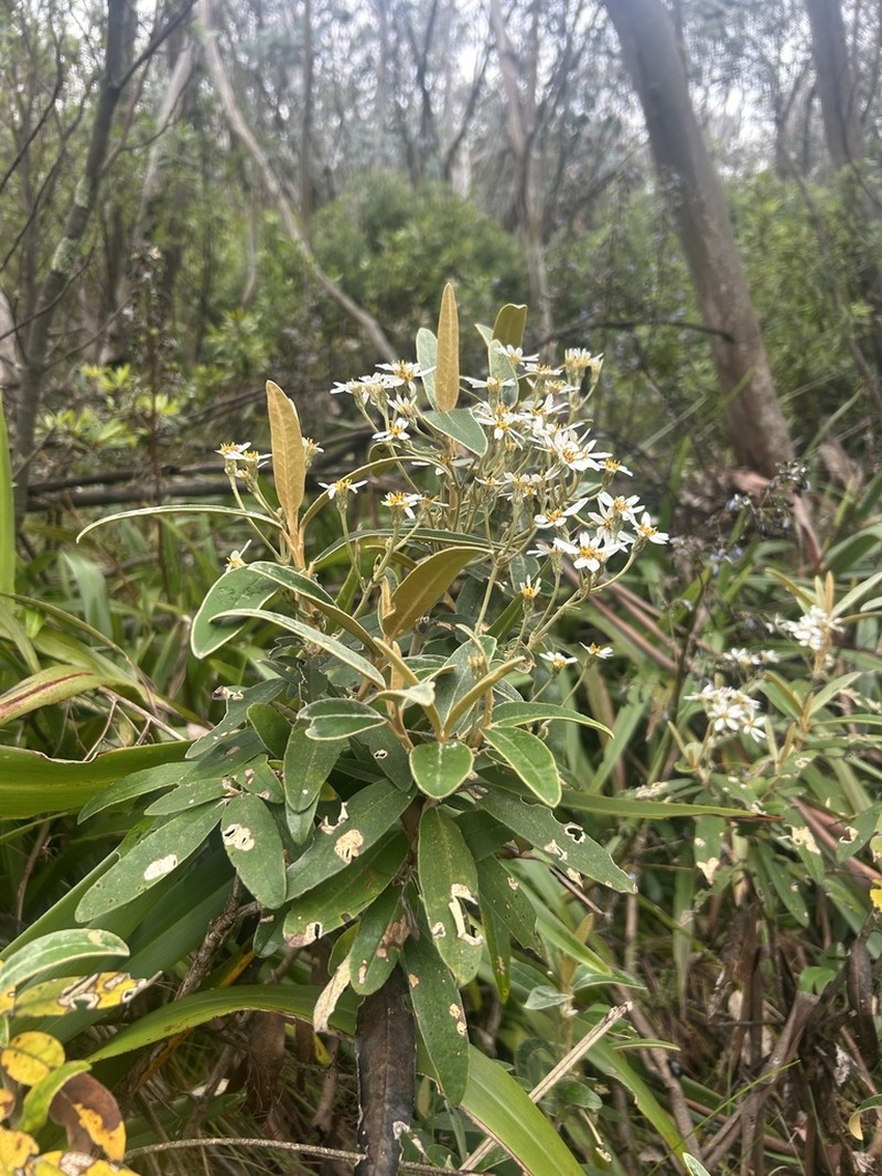 Olearia megalophylla photo 3