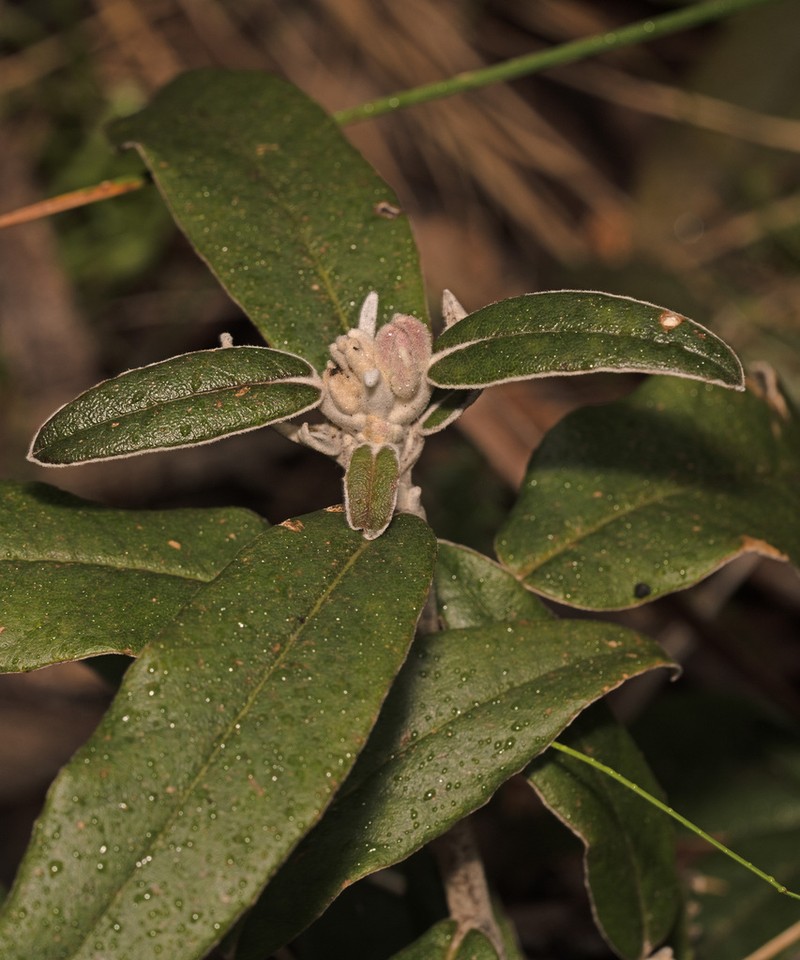 Olearia megalophylla photo 4