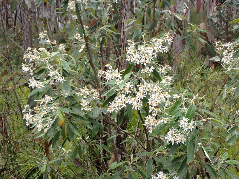 Olearia megalophylla photo 5