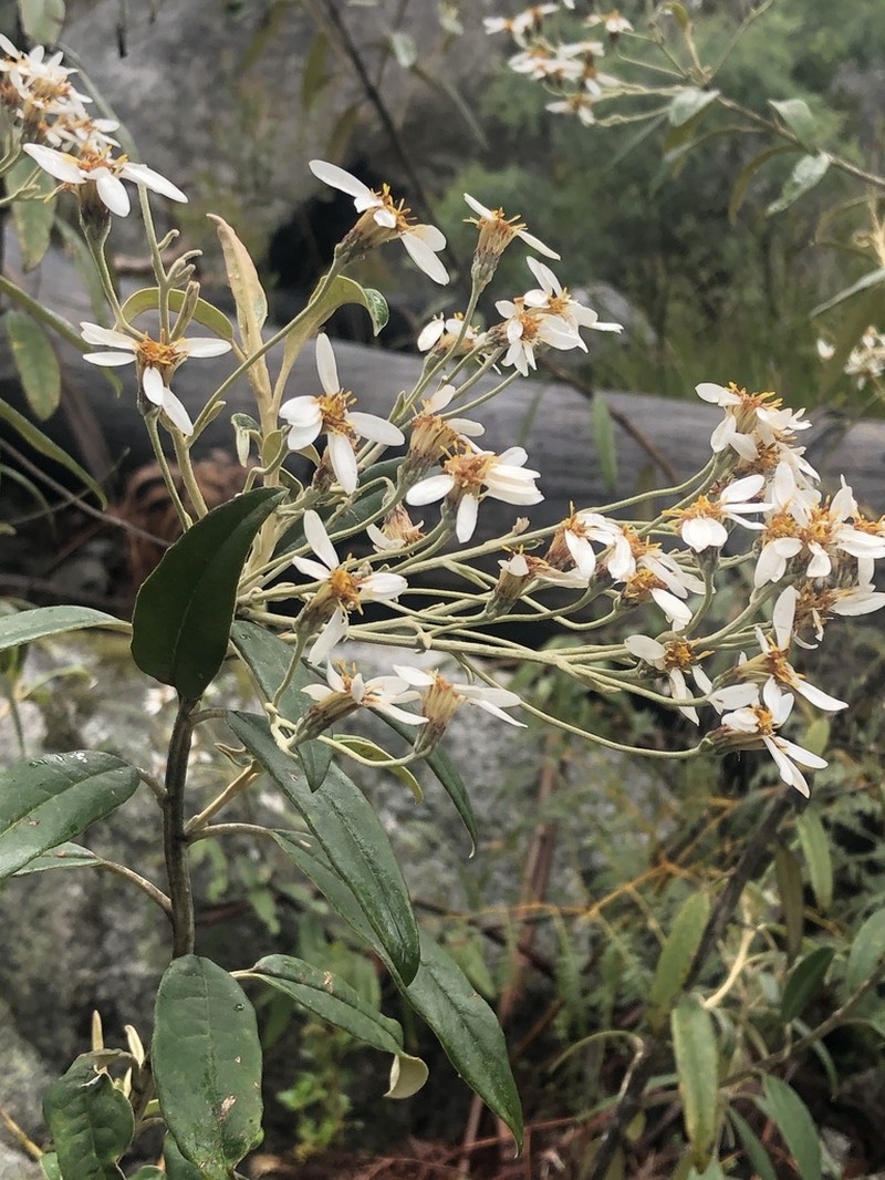 Olearia megalophylla photo 6