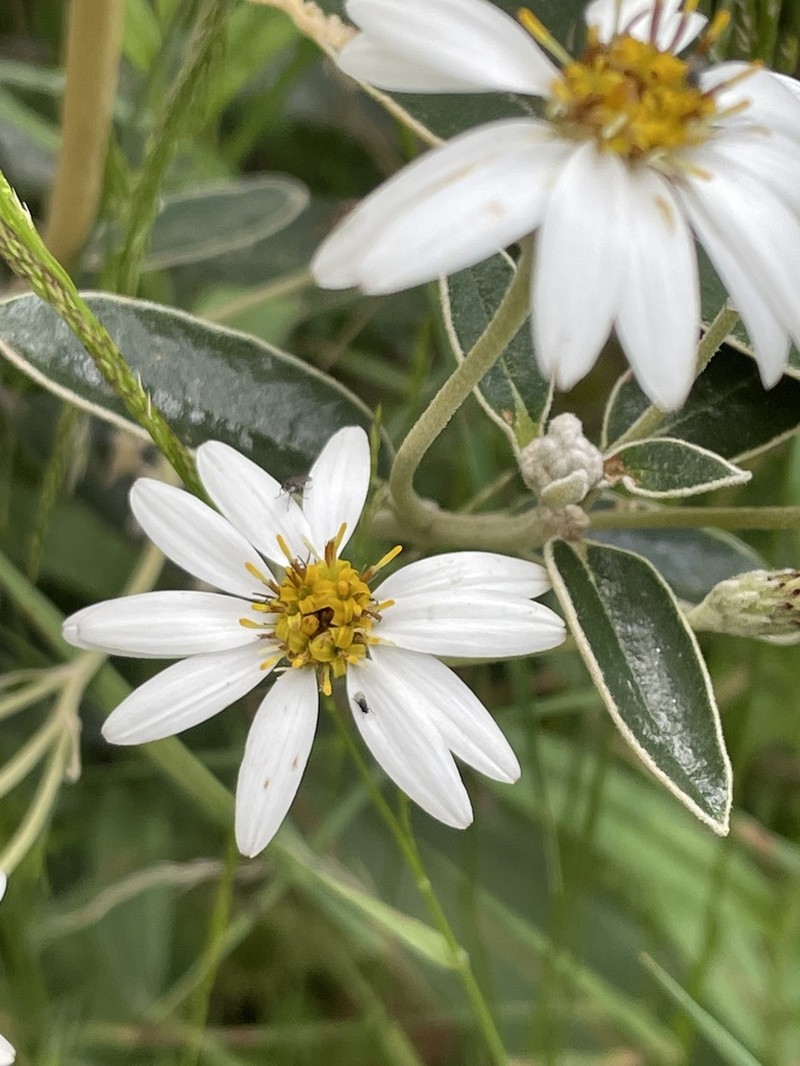 Olearia megalophylla photo 7