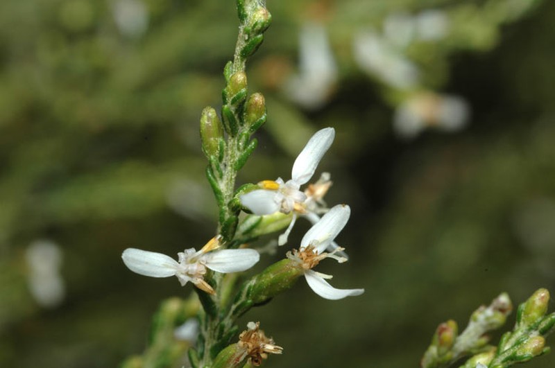Olearia microdisca