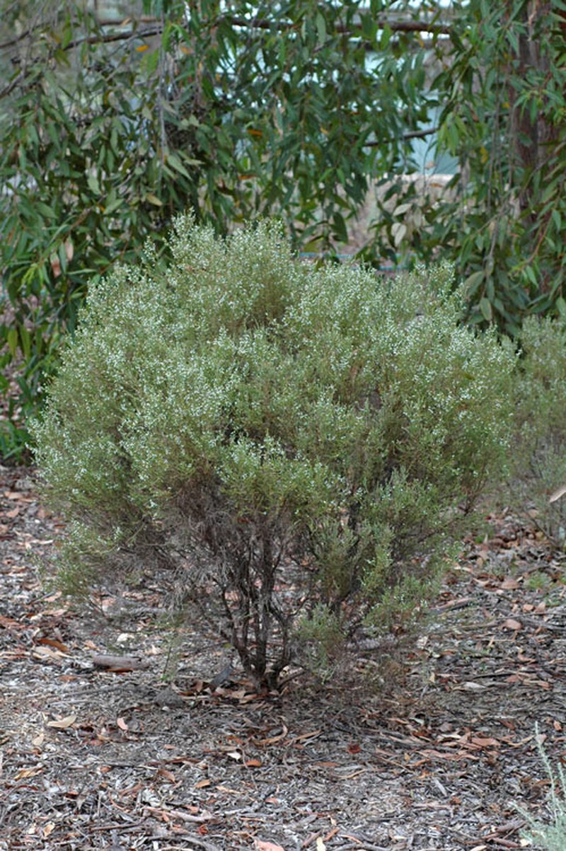 Olearia microdisca photo 2