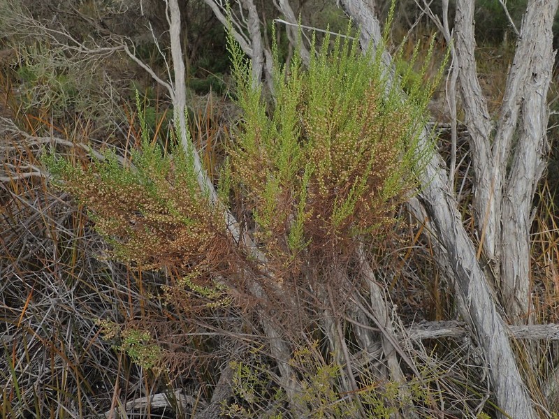 Olearia microdisca photo 3