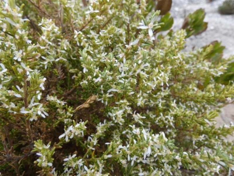 Olearia microdisca photo 4