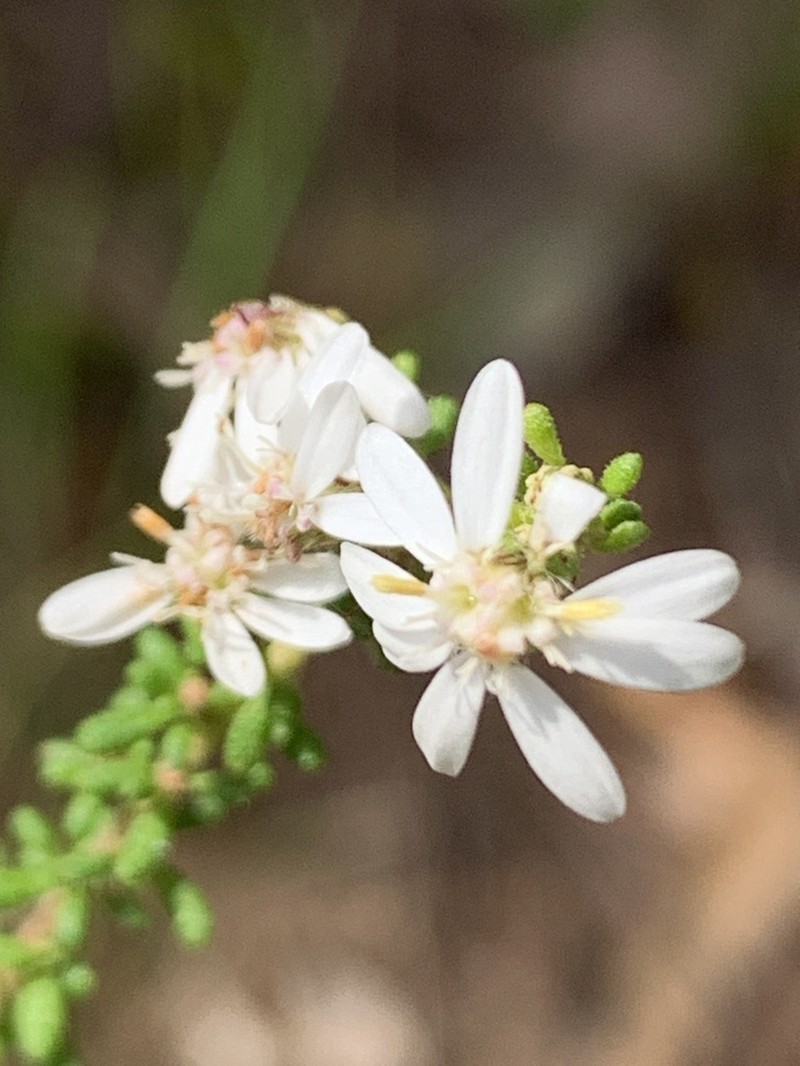 Olearia microphylla photo 2