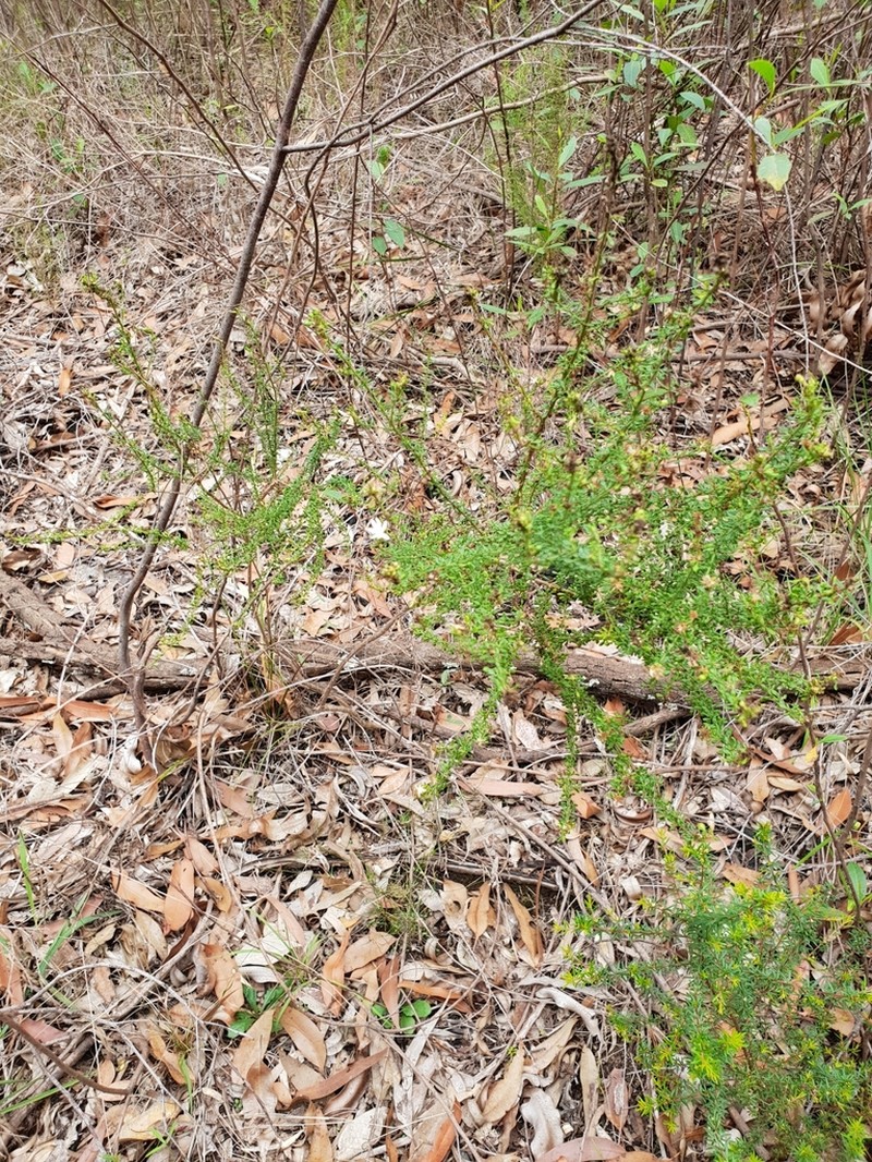 Olearia microphylla photo 3