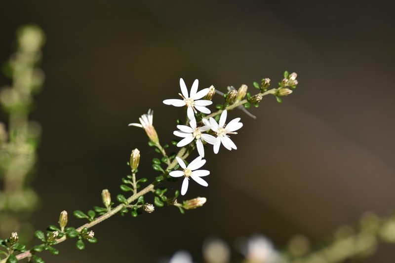 Olearia microphylla photo 4