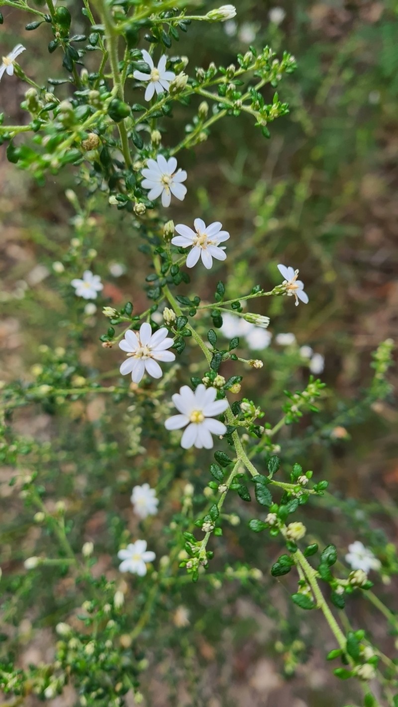 Olearia microphylla photo 5
