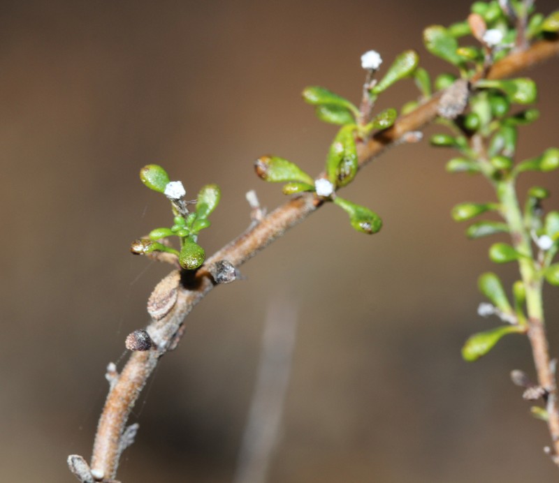 Olearia microphylla photo 6