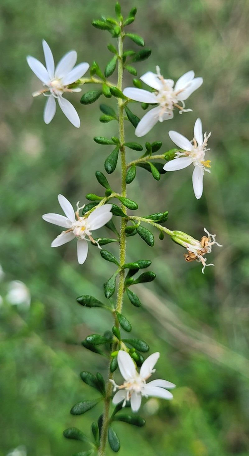 Olearia microphylla photo 7