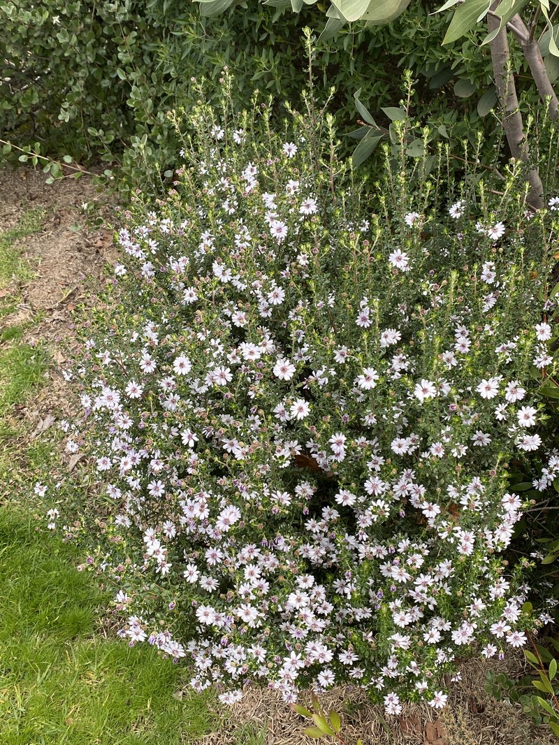 Olearia minor photo 2