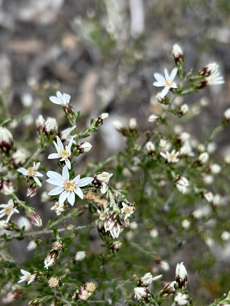 Olearia minor photo 3