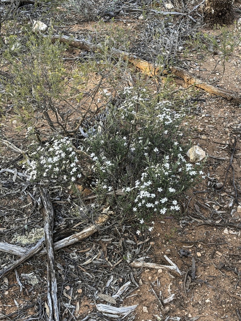 Olearia minor photo 4