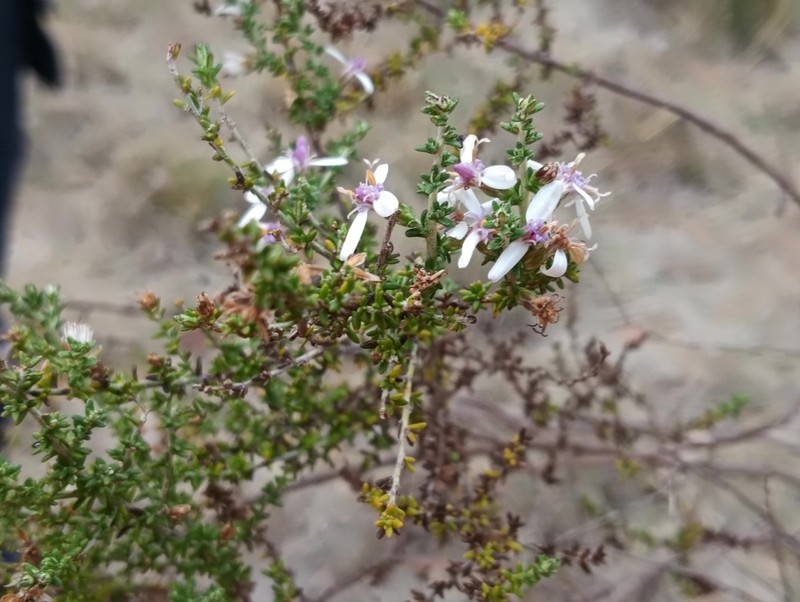 Olearia minor photo 5
