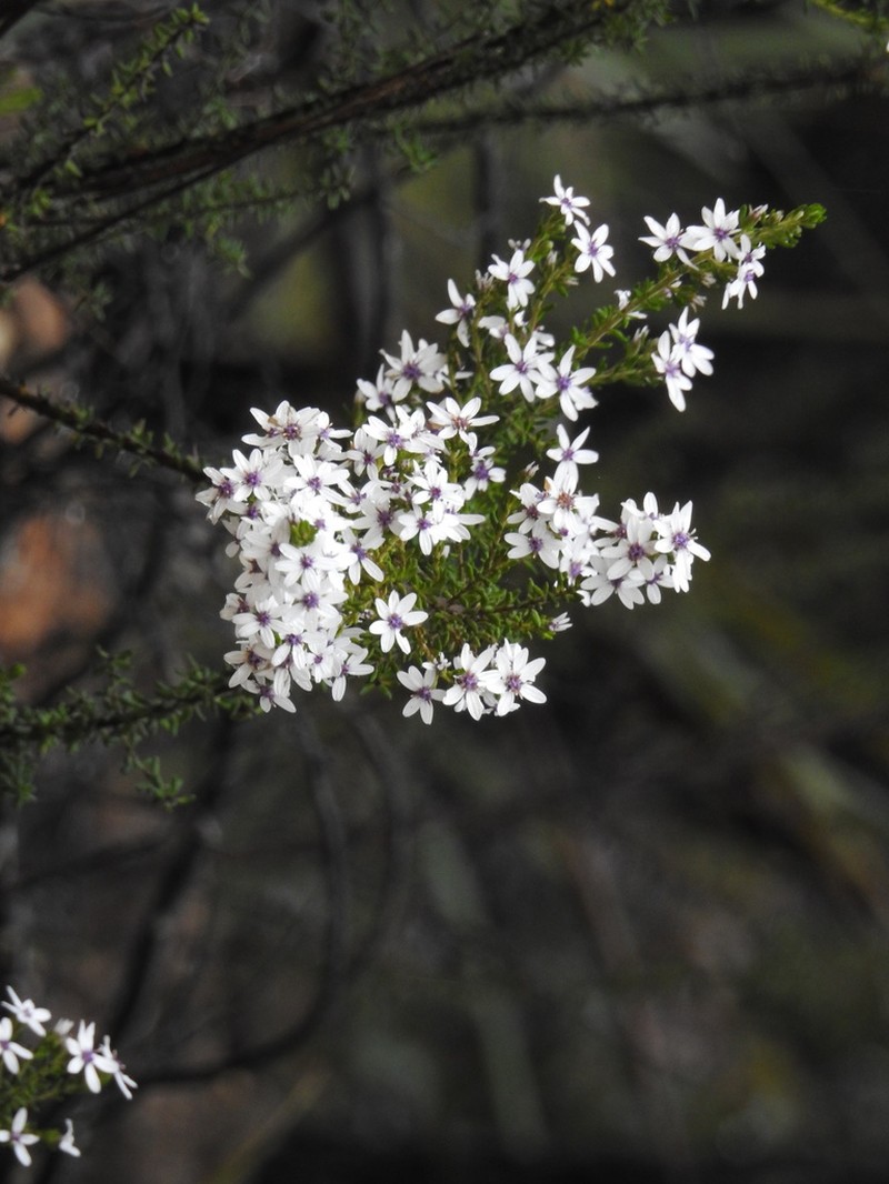 Olearia minor photo 6
