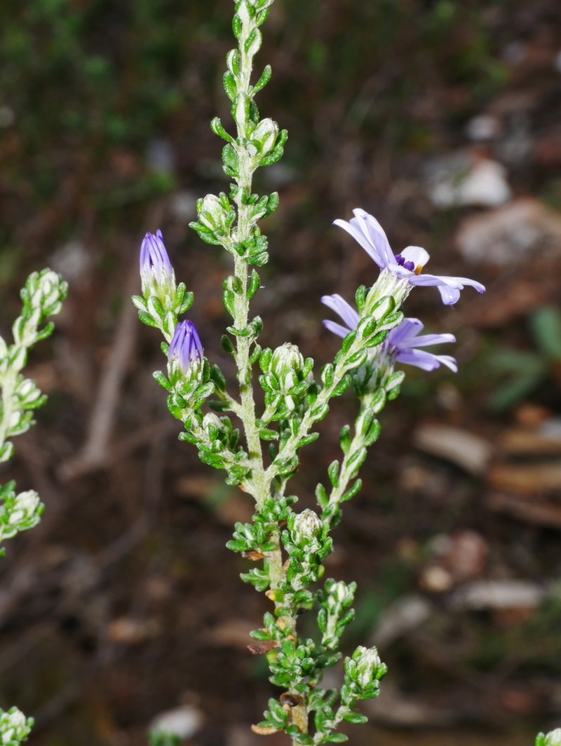 Olearia minor photo 7
