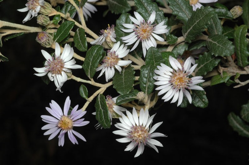 Olearia montana