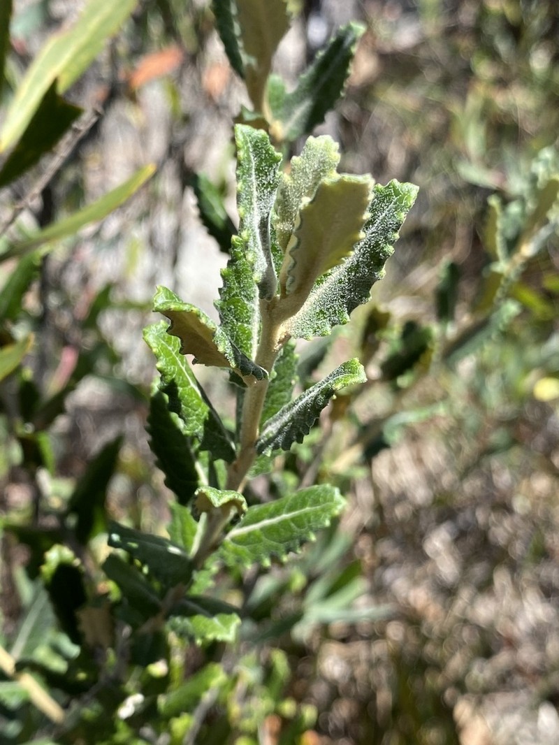 Olearia montana photo 2