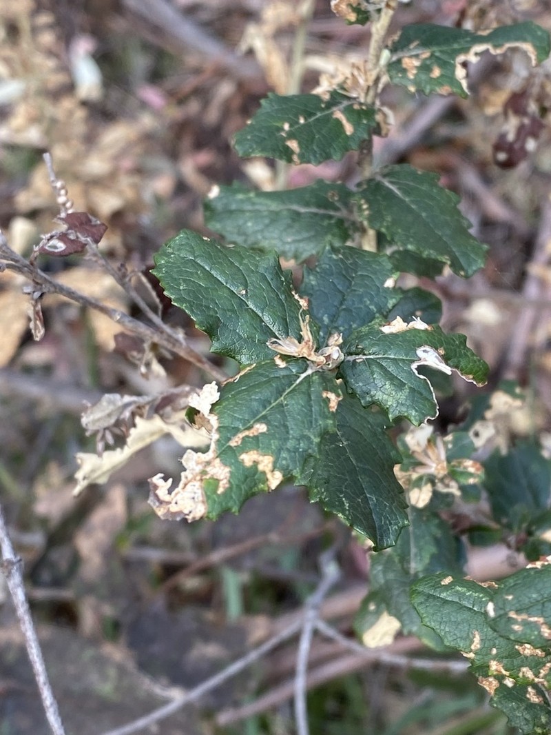 Olearia montana photo 3